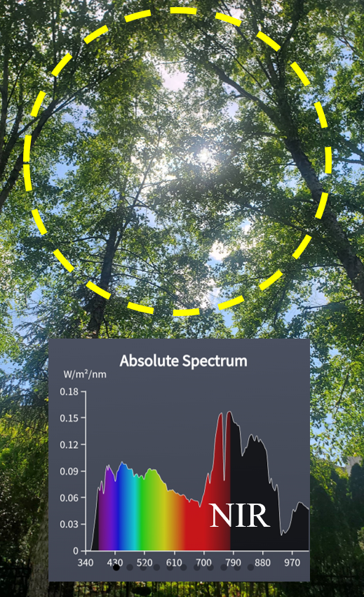 Foliage NIR Spectrum